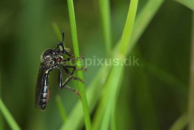 Rovflue. Rovflue p� gr�sstr�; Dioctria atricapilla; Stevns Klint; Danmark; ; insekter; Rovfluer, Asilidae, Tovinger, Diptera