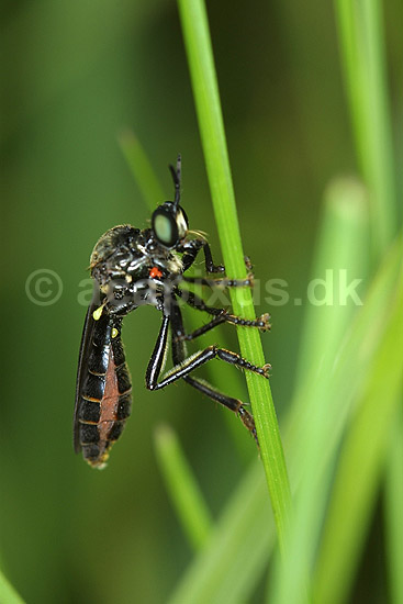 Rovflue. Rovflue p� gr�sstr�; Dioctria atricapilla; Stevns Klint; Danmark; ; insekter; Rovfluer, Asilidae, Tovinger, Diptera