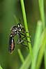  Dioctria atricapilla Stevns Klint Denmark  insects 