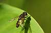  Heliophilus pendulus Utterslev Mose Denmark  insects 