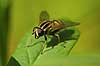  Heliophilus pendulus Utterslev Mose Denmark  insects 