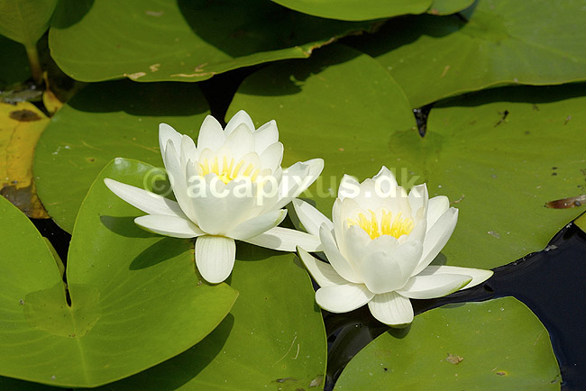 �kandeblomst. Hvid N�kkerose blomst; Nymphaea alba; B�llemosen, J�gersborg Hegn; ; ; planter; �kander, �kande-familien, Nymphaeaceae, Nymphaeales