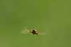  Episyrphus balteatus Syrphidae B�llemosen / J�gersborg Hegn   insects 