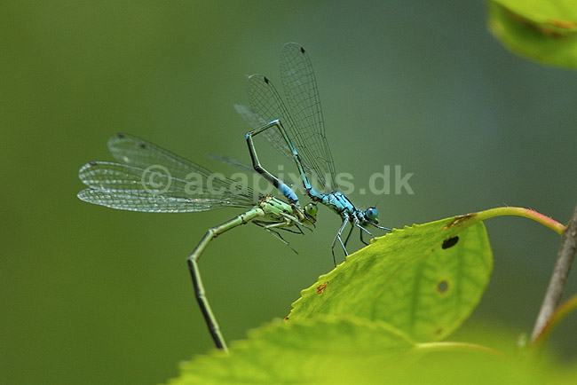 Vandnymfer. Vandnymfer under parring; Coenagrion puella, Coenagrionidae; B�llemosen / J�gersborg Hegn; ; ; insekter; Vandnymfer, Zygoptera, Odonata, reproduktion, sex