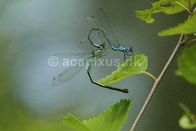 Vandnymfer. Vandnymfer under parring; Coenagrion puella, Coenagrionidae; B�llemosen / J�gersborg Hegn; ; ; insekter; Vandnymfer, Zygoptera, Odonata, reproduktion, sex