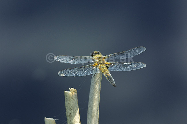 Vandrelibel. Vandrelibel siddende p� lur efter bytte p� siv ved B�llemosen; Libellula quadrimaculata; B�llemosen / J�gersborg Hegn; ; ; insekter; �gte guldsmede, Anisoptera, vinger, Egentlige guldsmede, Odonata