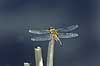  Libellula quadrimaculata B�llemosen / J�gersborg Hegn   insects 
