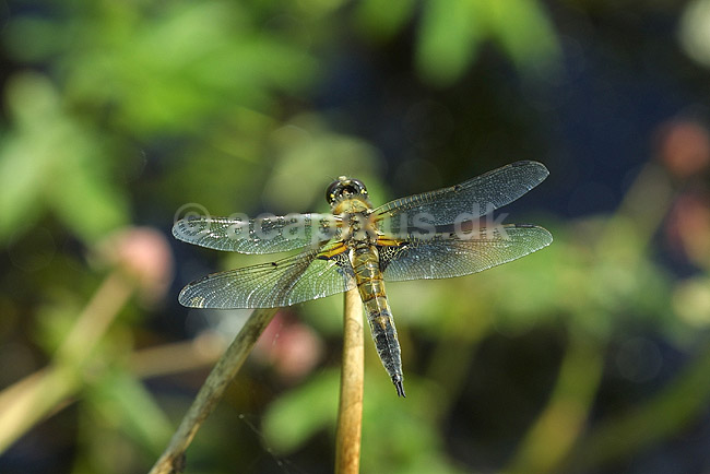 Vandrelibel. Vandrelibel siddende p� lur efter bytte p� siv ved B�llemosen; Libellula quadrimaculata; B�llemosen / J�gersborg Hegn; ; ; insekter; �gte guldsmede, Anisoptera, vinger, Egentlige guldsmede, Odonata