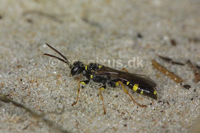 Vejhveps. Vejhveps p� sand i klitterne ved R�dhus Strand; Ceropales maculatus; R�dhus Strand / Nordjylland; ; ; insekter; Vejhvepse, Pompilidae, �revingede, Hymenoptera
