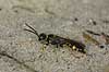  Ceropales maculatus R�dhus Strand / Northern Jutland   insects 