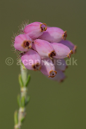 Klokkelyng. Klokkelyng blomster i klase; Erica tetralix; R�dhus Strand / Nordjylland; ; ; planter; Lyng-familien, Ericaceae, Ericales, klitplanter, lyngplanter
