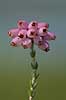 Klokkelyng. Klokkelyng blomster i klase Erica tetralix R�dhus Strand / Nordjylland   planter Lyng-familien, Ericaceae, Ericales, klitplanter, lyngplanter