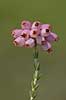 Klokkelyng. Klokkelyng blomster i klase Erica tetralix R�dhus Strand / Nordjylland   planter Lyng-familien, Ericaceae, Ericales, klitplanter, lyngplanter