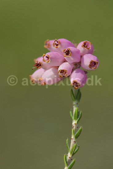 Klokkelyng. Klokkelyng blomster i klase; Erica tetralix; R�dhus Strand / Nordjylland; ; ; planter; Lyng-familien, Ericaceae, Ericales, klitplanter, lyngplanter