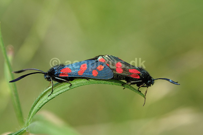 K�llesv�rmere. Seksplettet k�llesv�rmere under parring; Zygaena filipendulae; R�dhus Strand / Nordjylland; ; ; insekter; K�llesv�rmere, Zygaenidae, Sommerfugle, Lepidoptera