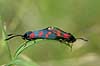  Zygaena filipendulae R�dhus Strand / Northern Jutland   insects 