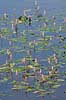 Vandpileurt. Blomstrende vandpileurt i Vandplasken ved K�rsg�rd Strand Persicaria amphibia Vandplasken / K�rsg�rd Strand / L�nstrup / Nordjylland   planter Persicaria amphibium, Pileurt-familien, Polygonaceae, Skedekn�-ordenen, Polygonales, vandplanter, pileurter