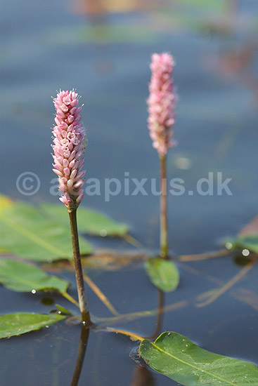 Vandpileurt. Blomstrende vandpileurt i Vandplasken ved K�rsg�rd Strand; Persicaria amphibia; Vandplasken / K�rsg�rd Strand / L�nstrup / Nordjylland; ; ; planter; Persicaria amphibium, Pileurt-familien, Polygonaceae, Skedekn�-ordenen, Polygonales, vandplanter, pileurter