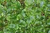 Levermos. Levermos voksende p� skr�nt i Fosdalen  Fosdalen / Fjeritslev Danmark  planter Levermosser, Mosser, Bryophyta