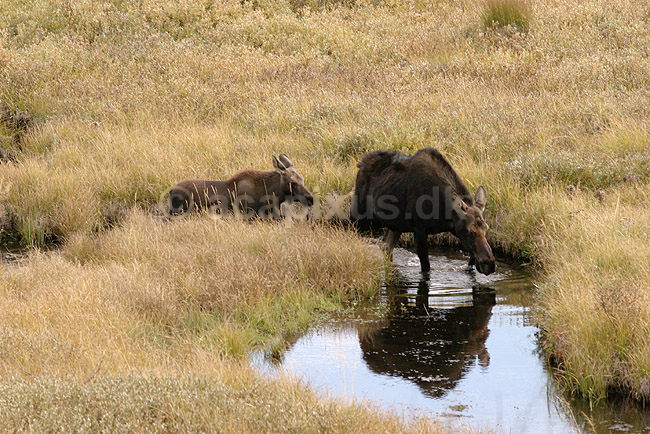 Moose. Elgko med kalv spiser vandplanter i vandl�bet Christian Creek; Alces alces americana; Grand Teton National Park / Wyoming; USA; Nord Amerika; pattedyr; Elg, elge, elsdyr, hjorte, Cervidae, Parrett�ede hovdyr, Artiodactyla