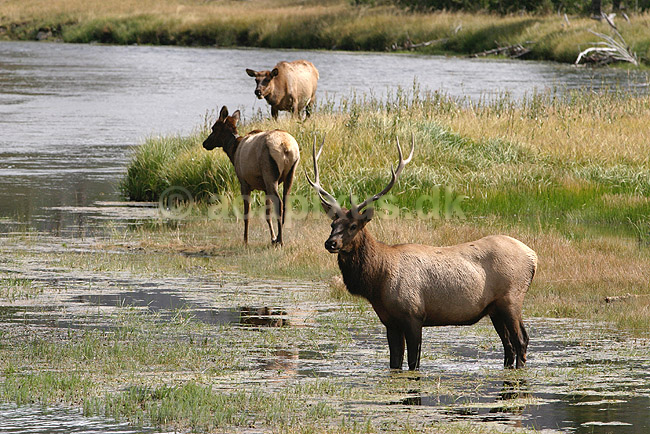Wapiti. Wapiti eller amerikansk kronhjort eller elks i Yellowstone.; Cervus elaphus nelsoni, Cervus canadensis; Yellowstone National Park / Wyoming; USA; Nord Amerika; pattedyr; Hjorte, kronhjorte, Cervidae, Parrett�ede hovdyr, Artiodactyla