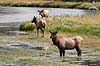  Cervus elaphus nelsoni, Cervus canadensis Yellowstone National Park / Wyoming USA North america mammals 