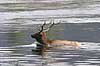  Cervus elaphus nelsoni, Cervus canadensis Yellowstone National Park / Wyoming USA North america mammals 
