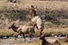  Cervus elaphus nelsoni, Cervus canadensis Yellowstone National Park / Wyoming USA North america mammals 