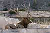  Cervus elaphus nelsoni, Cervus canadensis Yellowstone National Park / Wyoming USA North america mammals 