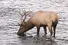  Cervus elaphus nelsoni, Cervus canadensis Yellowstone National Park / Wyoming USA North america mammals 