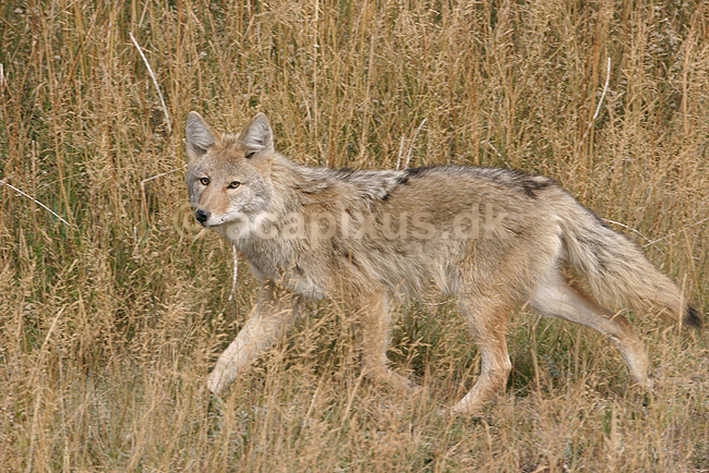 Pr�rieulv. Pr�rieulv eller cayote; Canis latrans; Yellowstone National Park / Wyoming; USA; Nord Amerika; pattedyr; Hunde, Canidae, rovdyr, Carnivora, pr�rieulve