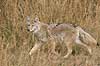  Canis latrans Yellowstone National Park / Wyoming USA North america mammals 