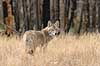  Canis latrans Yellowstone National Park / Wyoming USA North america mammals 