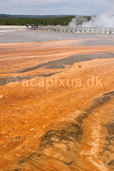 Thermophiler. Thermophile bakterier og andre microorganismer lever i det varme vand der l�ber fra Grand Prismatic Spring geyseren ved Midway Geyser Basin i Yellowstone NP.; Chloroflexus og Synechococcus; Yellowstone National Park / Wyoming; USA; Nord Amerika; ; Geothermisk, geotermisk varme, geysere, termofiler, thermophillic, microorganismer