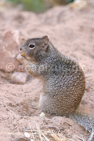 Jordegern. Jordegern, Rock squirrel, der spiser en n�d; Spermophilus variegatus, Citellus variegatus; Zion National Park / Utah; USA; Nord Amerika; pattedyr; Egern, Sciuridae, Gnavere, Rodentia