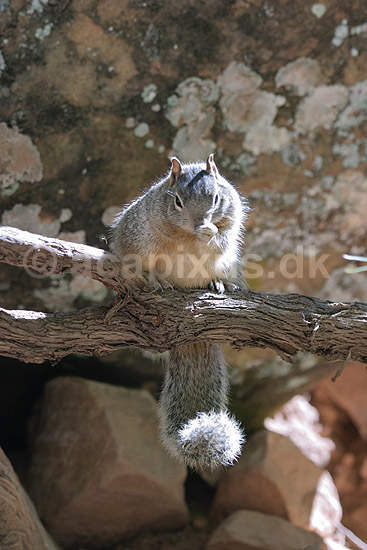 Jordegern. Jordegern, Rock squirrel, der spiser en n�d; Spermophilus variegatus, Citellus variegatus; Zion National Park / Utah; USA; Nord Amerika; pattedyr; Egern, Sciuridae, Gnavere, Rodentia