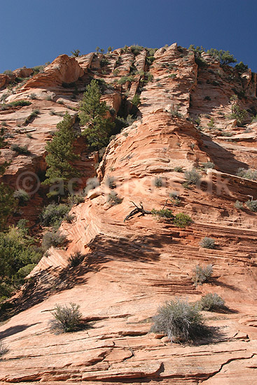 Zion National Park. Sandstensformationer i Zion National Park; ; Zion National Park / Wyoming; USA; Nord Amerika; ; Bjerge, nationalparker, floder, sandsten